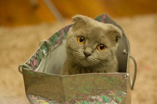 银纸袋上的灰色小猫 · 免费素材图片