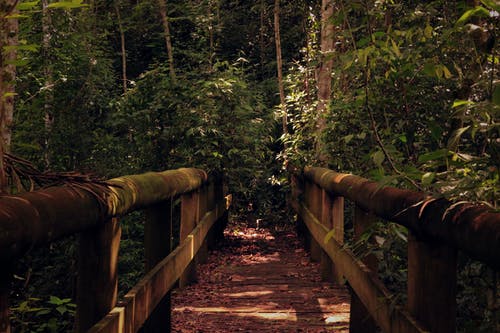 空的棕色木脚桥 · 免费素材图片