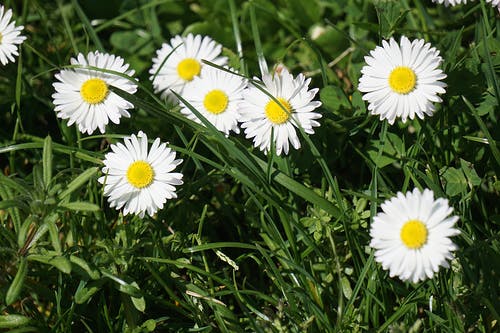 白花瓣花场 · 免费素材图片