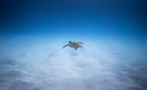 海龟在蓝色清澈的海水下游泳 · 免费素材图片