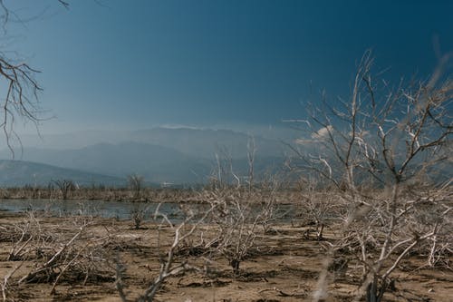 平静的水库岸边的干燥植物 · 免费素材图片