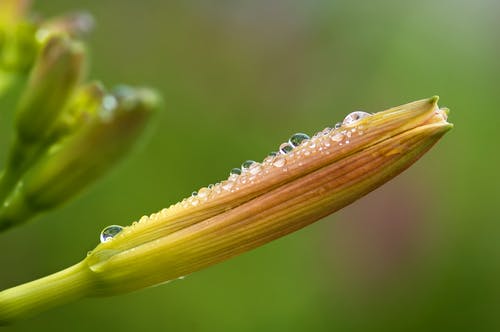 绿色和黄色植物选择性聚焦摄影 · 免费素材图片
