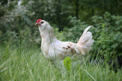 在绿草地上的白羽鸡 · 免费素材图片