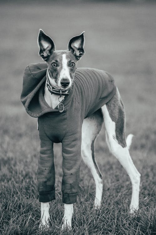 一只狗在草地上的灰度照片 · 免费素材图片