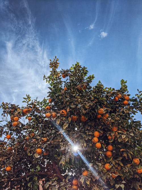 阳光下的橙树照片 · 免费素材图片