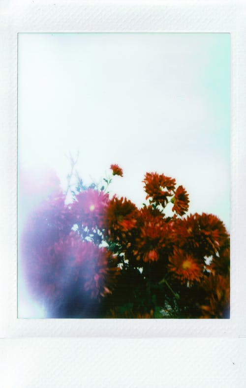 红色花朵照片 · 免费素材图片