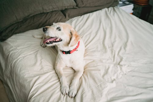 在床上的滑稽蓬松小狗 · 免费素材图片