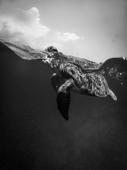乌龟的单色照片 · 免费素材图片
