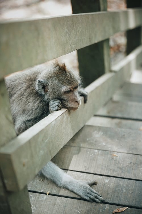 栅栏上的猴子 · 免费素材图片