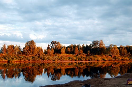 白天在湖边的树木照片 · 免费素材图片