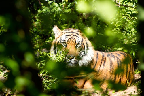 老虎白天穿过绿色的树叶 · 免费素材图片
