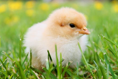 白鸭在草地上 · 免费素材图片
