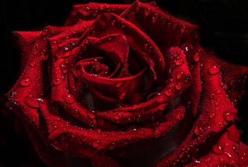 有关充满活力, 天性, 微妙的免费素材图片