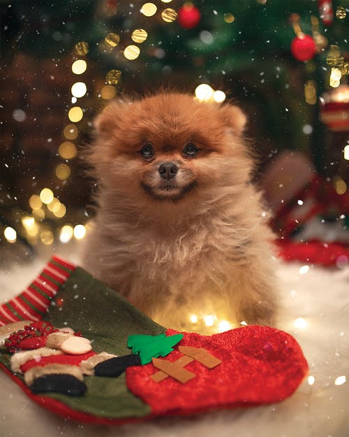棕色小狗的浅焦点照片 · 免费素材图片