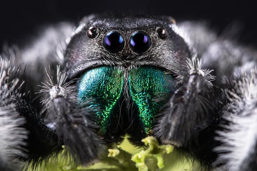 蜘蛛微距摄影 · 免费素材图片