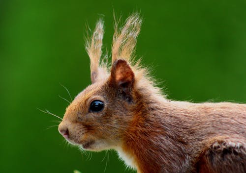 特写摄影的棕色动物 · 免费素材图片