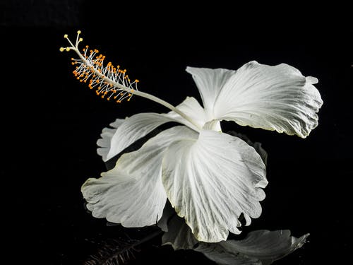白花的微距摄影 · 免费素材图片