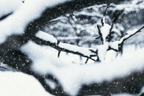 雪皑皑的树枝 · 免费素材图片