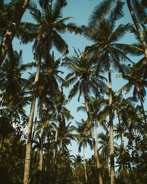 绿色的棕榈树 · 免费素材图片