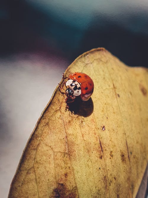 在关闭的摄影上的棕色叶子上的红色瓢虫 · 免费素材图片