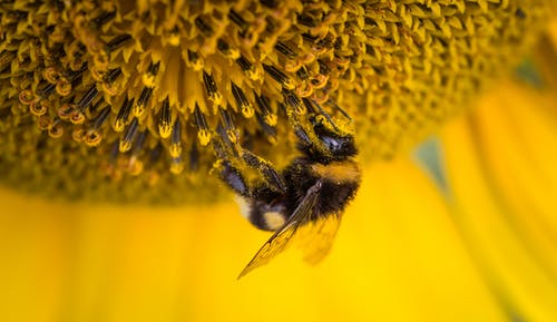 蜜蜂的浅焦点摄影 · 免费素材图片