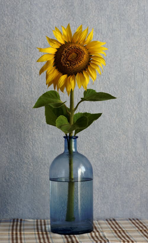 透明玻璃花瓶中的黄色向日葵 · 免费素材图片
