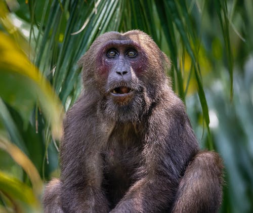 绿叶植物上的棕色猴子 · 免费素材图片