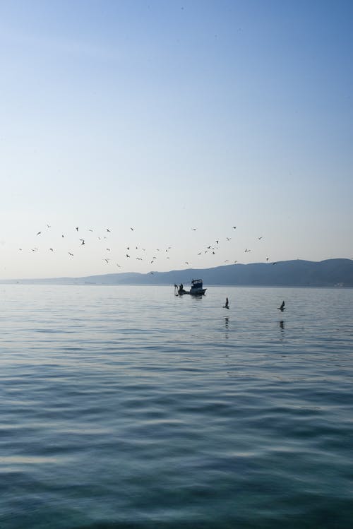 有关birds_flying, 户外, 景观的免费素材图片