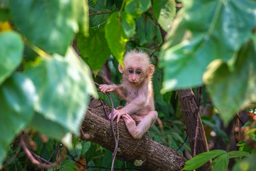 棕色的猴子，棕色的树枝上 · 免费素材图片