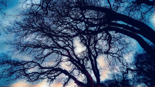 光秃秃的树木 · 免费素材图片