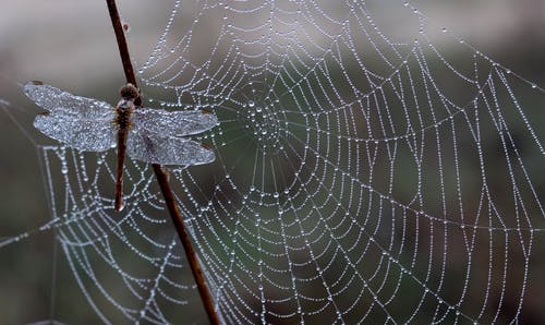 蜻蜓在蜘蛛网附近的特写摄影 · 免费素材图片