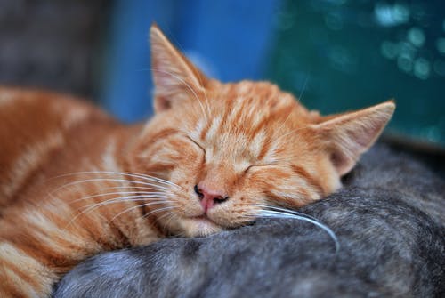 睡觉橙色虎斑猫 · 免费素材图片