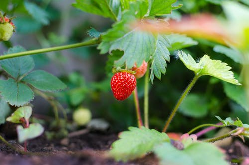 草莓果实的选择性聚焦摄影 · 免费素材图片
