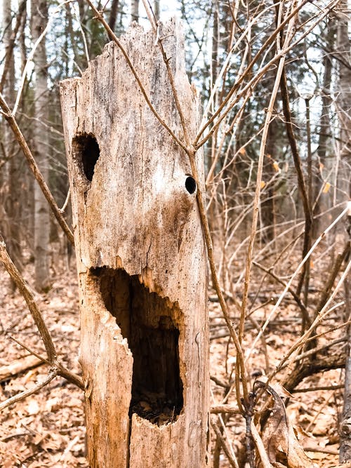 棕色木树的特写照片 · 免费素材图片