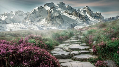 草与花之间的岩石 · 免费素材图片