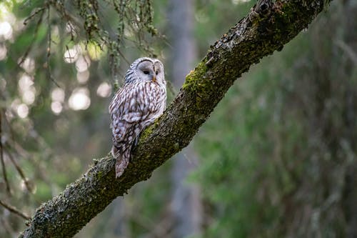 有关strix uralensis, 乌拉尔猫头鹰, 天性的免费素材图片