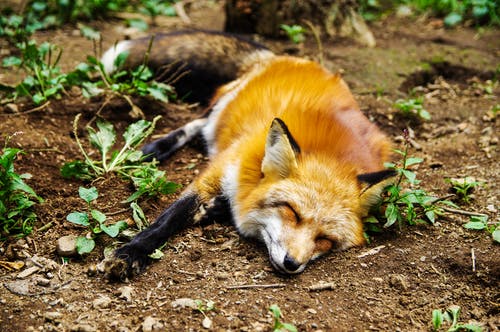红狐狸躺在地上 · 免费素材图片