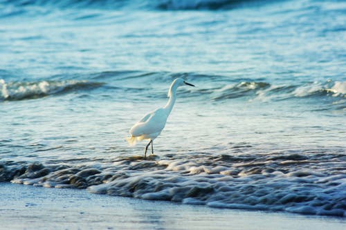 岸上的白鸟 · 免费素材图片