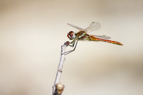 蜻蜓栖息在摄影中的棕色茎上 · 免费素材图片