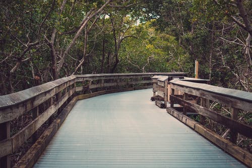 树木附近的木桥摄影 · 免费素材图片