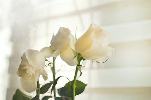三朵白玫瑰 · 免费素材图片