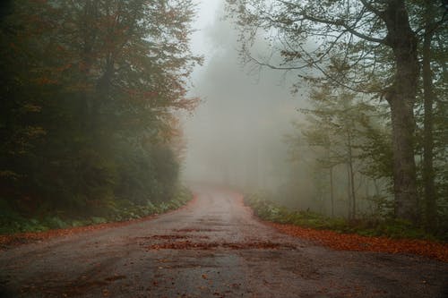 树木之间的雾路照片 · 免费素材图片