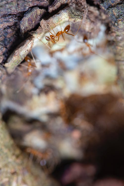 棕色和棕色木黑蚂蚁 · 免费素材图片