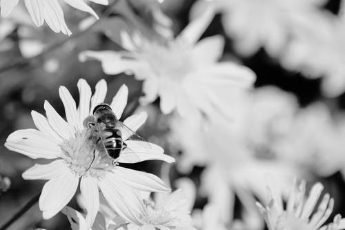 蜜蜂在花上的特写镜头 · 免费素材图片