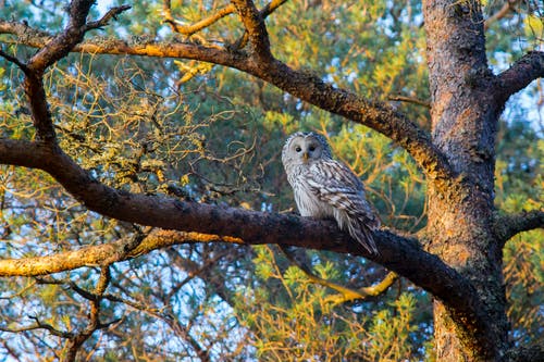 白色和棕色的猫头鹰，栖息在树枝上的照片 · 免费素材图片