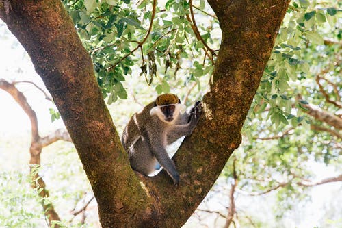 黑色和金色的猴子，在树上 · 免费素材图片
