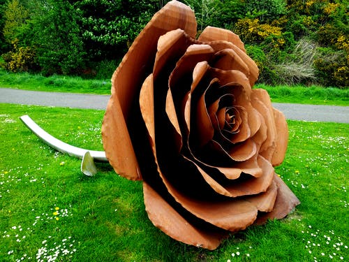 布朗玫瑰在草地上 · 免费素材图片