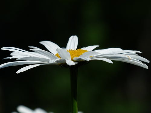 白色雏菊关闭了照片 · 免费素材图片