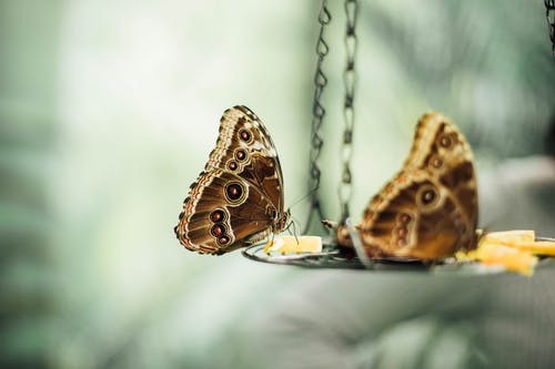 蝴蝶微距摄影 · 免费素材图片