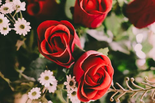 红色和白色的花朵 · 免费素材图片